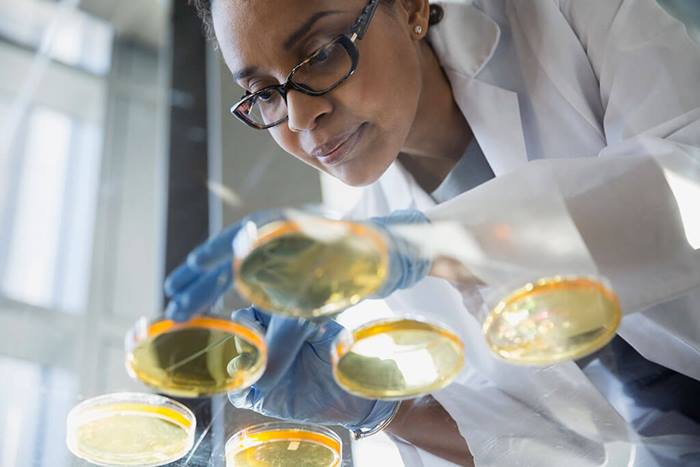 Researcher inspecting samples in petri dishes