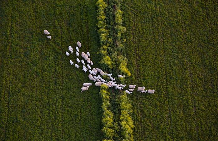 aerial view of sheep walking on grassy field